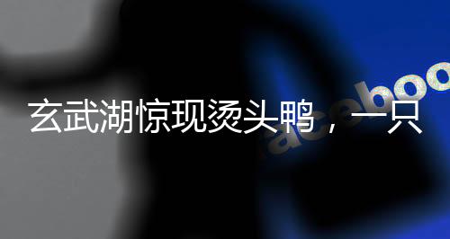 玄武湖驚現(xiàn)燙頭鴨，一只鴨子引發(fā)的自然觀察與熱議