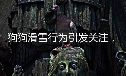 狗狗滑雪行為引發(fā)關(guān)注，人與動(dòng)物互動(dòng)的新觀察