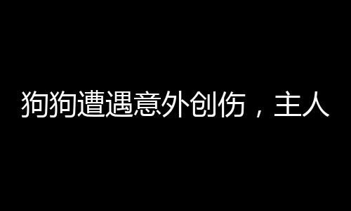 狗狗遭遇意外創(chuàng)傷，主人緊急處理貼創(chuàng)口貼——?jiǎng)游锉Ｗo(hù)與急救知識(shí)普及