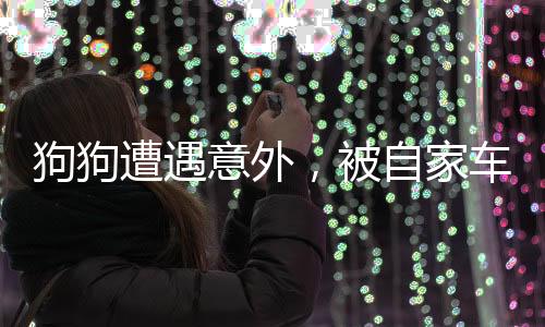 狗狗遭遇意外，被自家車壓傷后獨自離家，故事引人深思