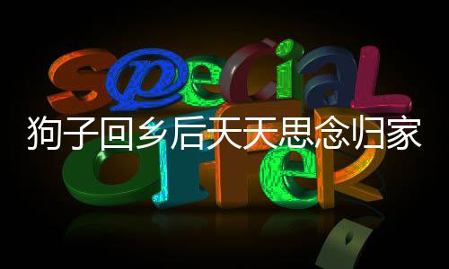 狗子回鄉(xiāng)后天天思念歸家路，情感牽絆引人心弦