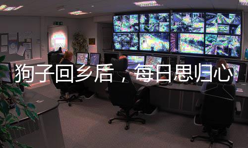 狗子回鄉(xiāng)后，每日思?xì)w心切，人與狗之間的情感紐帶