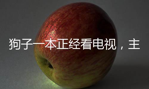 狗子一本正經(jīng)看電視，主人腿上享受悠閑時(shí)光