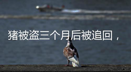 豬被盜三個月后被追回，竟重了百斤！離奇事件引發(fā)關(guān)注