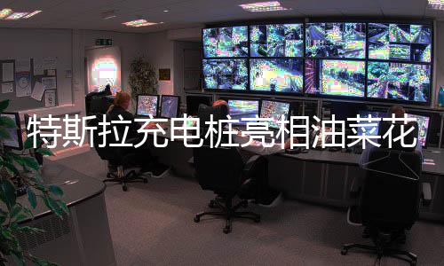 特斯拉充電樁亮相油菜花田，科技與自然的和諧共舞