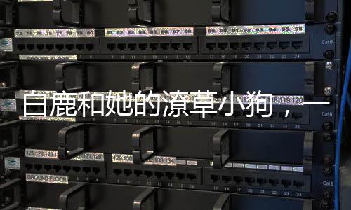 白鹿和她的潦草小狗，一段溫馨的人寵奇緣