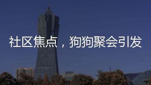 社區(qū)焦點，狗狗聚會引發(fā)關注，挨家挨戶搖狗打架現(xiàn)象引發(fā)討論