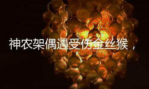 神農(nóng)架偶遇受傷金絲猴，人與自然和諧共生的生動(dòng)見(jiàn)證