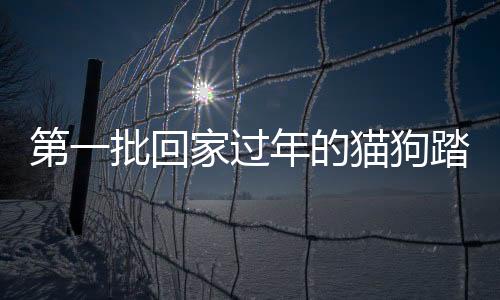 第一批回家過年的貓狗踏上歸途，共筑溫馨團(tuán)圓時(shí)刻