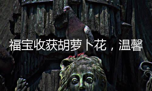 福寶收獲胡蘿卜花，溫馨時(shí)刻與獨(dú)特紀(jì)念的交織