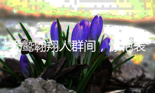 禿鷲翱翔人群間，驚艷表演震撼心靈