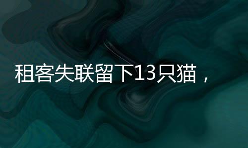 租客失聯(lián)留下13只貓，愛心與責(zé)任的考驗