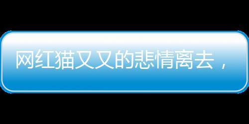 網(wǎng)紅貓又又的悲情離去，生命中的消逝與追思，痛失美好年代的英雄狗影蹤失蹤四年重啟揭秘它的24歲人生故事