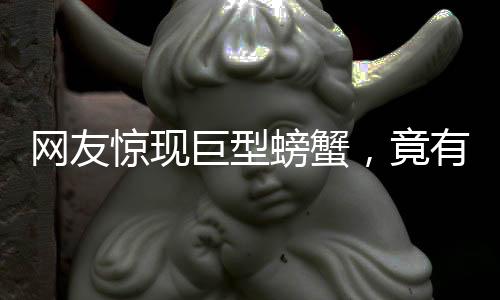 網(wǎng)友驚現(xiàn)巨型螃蟹，竟有十七條腿！這是真的嗎？解密巨型異種螃蟹的神秘面紗
