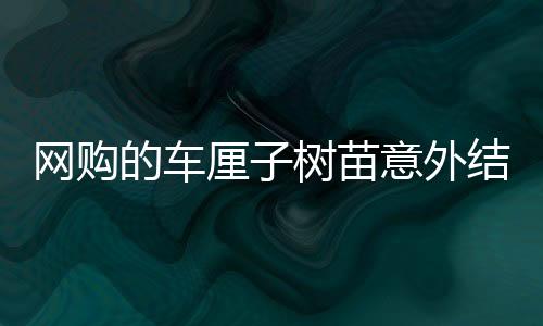 網(wǎng)購的車?yán)遄訕涿缫馔饨Y(jié)出海棠果——一次別樣的種植體驗(yàn)