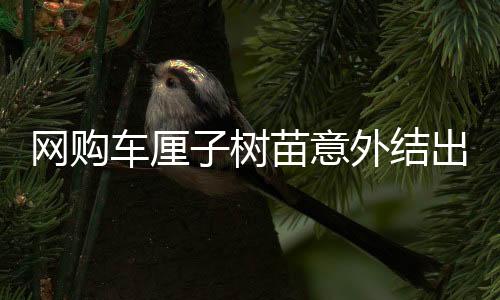 網(wǎng)購(gòu)車?yán)遄訕?shù)苗意外結(jié)出海棠果，植物的奇妙之旅引發(fā)關(guān)注
