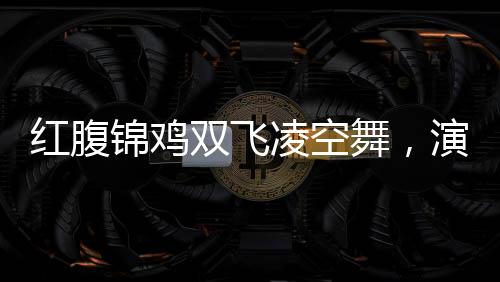 紅腹錦雞雙飛凌空舞，演繹自然生態(tài)和諧之美