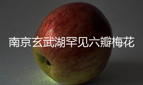 南京玄武湖罕見六瓣梅花盛開，游客陶醉于獨特美景之中