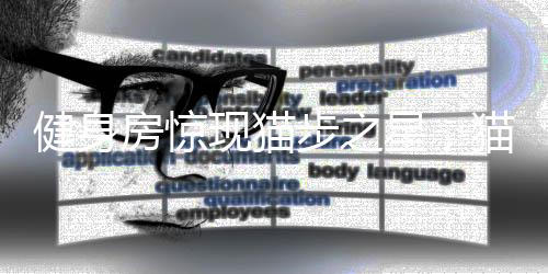 健身房驚現(xiàn)貓步之星，貓咪獨立駕馭跑步機展現(xiàn)運動天賦