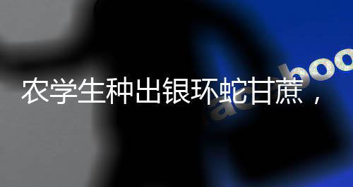 農(nóng)學(xué)生種出銀環(huán)蛇甘蔗，農(nóng)業(yè)創(chuàng)新引領(lǐng)甘蔗產(chǎn)業(yè)新篇章