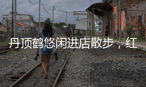 丹頂鶴悠閑進(jìn)店散步，紅色腳環(huán)引關(guān)注