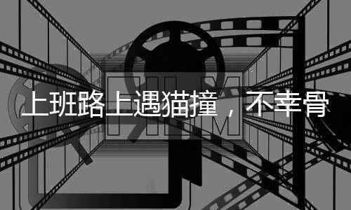 上班路上遇貓撞，不幸骨折成悲劇——一個關(guān)于意外與關(guān)懷的故事