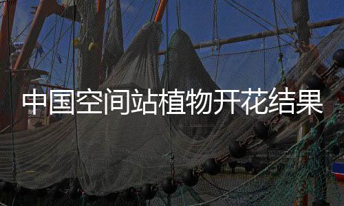 中國空間站植物開花結(jié)果、斑馬魚培養(yǎng)等太空實(shí)驗(yàn)獲重要進(jìn)展