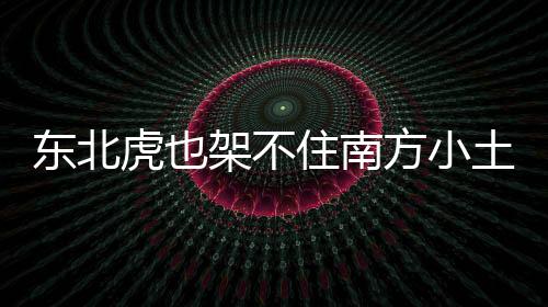 東北虎也架不住南方小土豆投喂