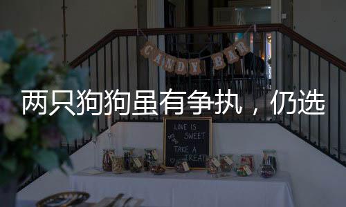 兩只狗狗雖有爭執(zhí)，仍選擇共眠——動物和諧之道的觀察與解讀