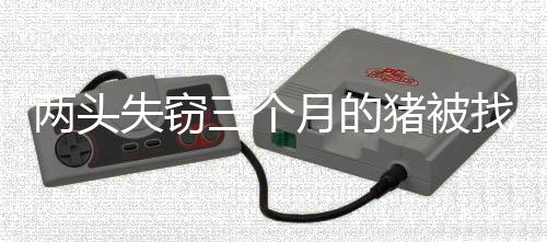 兩頭失竊三個(gè)月的豬被找回，竟重達(dá)百余斤奇跡增重揭示尋回背后的故事