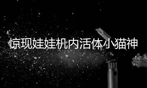 驚現(xiàn)娃娃機內活體小貓神秘娃娃機出現(xiàn)神秘生命，引發(fā)社會關注熱潮