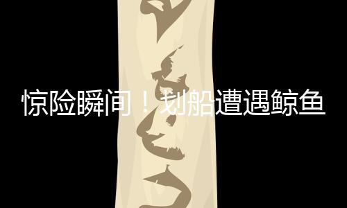 驚險瞬間！劃船遭遇鯨魚突襲，奇跡生還