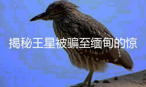 揭秘王星被騙至緬甸的驚魂細(xì)節(jié)