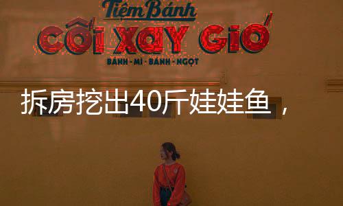 拆房挖出40斤娃娃魚，神秘生物重現(xiàn)引發(fā)關(guān)注