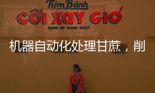 機器自動化處理甘蔗，削皮切段一氣呵成，提升生產(chǎn)效率與作業(yè)安全