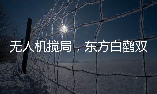 無人機攪局，東方白鸛雙腿被斷事件揭秘