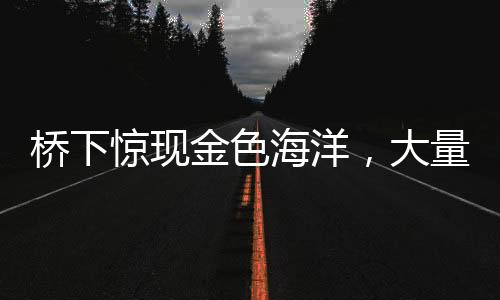 橋下驚現(xiàn)金色海洋，大量百元大鈔涌現(xiàn)，背后隱藏何種故事？