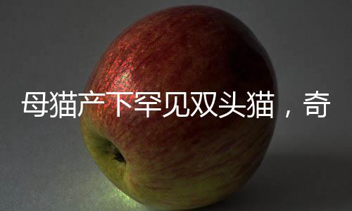 母貓產(chǎn)下罕見(jiàn)雙頭貓，奇跡誕生引發(fā)關(guān)注熱潮