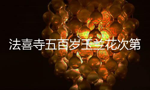 法喜寺五百歲玉蘭花次第盛開(kāi)，古老寺院煥發(fā)新生之美