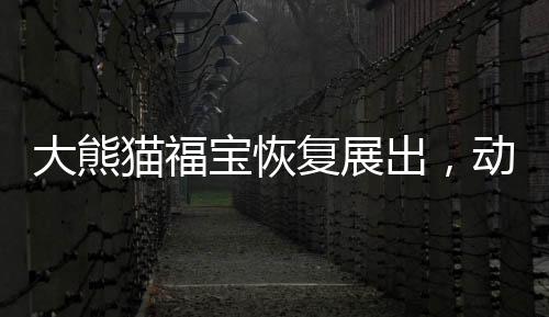 大熊貓福寶恢復展出，動物園中的欣喜瞬間再現(xiàn)