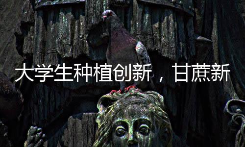 大學生種植創(chuàng)新，甘蔗新品種銀環(huán)蛇誕生記