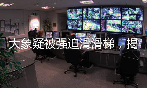 大象疑被強(qiáng)迫滑滑梯，揭秘背后的真相與呼喚動物保護(hù)意識