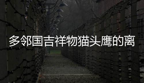 多鄰國吉祥物貓頭鷹的離世，一段跨越虛擬與現(xiàn)實的深情告別