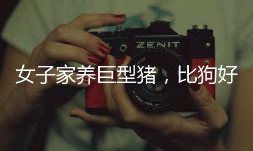 女子家養(yǎng)巨型豬，比狗好養(yǎng)，揭示人與動物和諧共處的鄉(xiāng)村故事