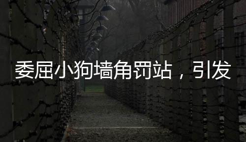 委屈小狗墻角罰站，引發(fā)網友鳴不平