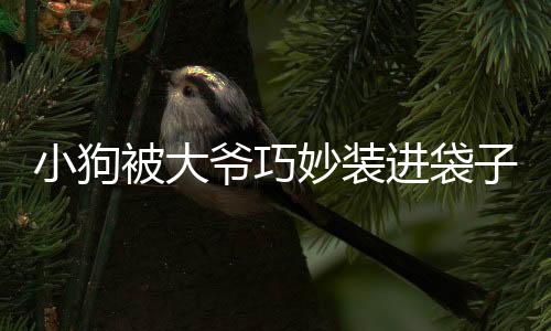 小狗被大爺巧妙裝進袋子，瞬間變成表情包，萌翻眾人
