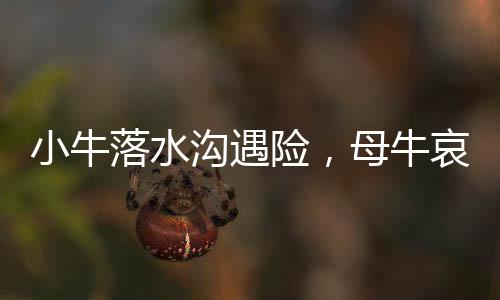 小牛落水溝遇險，母牛哀鳴求助呼喚人間溫情