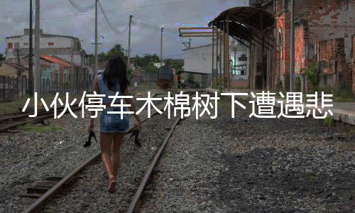 小伙停車木棉樹(shù)下遭遇悲劇，事件引發(fā)關(guān)注與深思