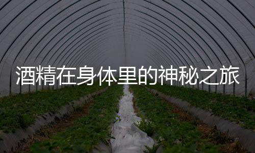 酒精在身體里的神秘之旅，探究酒精對人體的影響