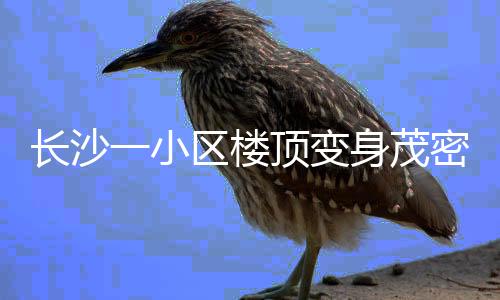 長(zhǎng)沙一小區(qū)樓頂變身茂密叢林，綠色生態(tài)引領(lǐng)居民新生活
